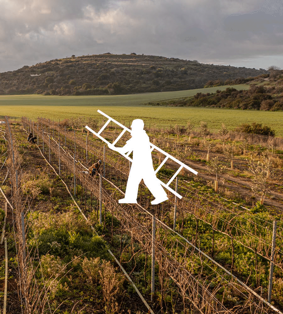 MEKOMI VINEYARD